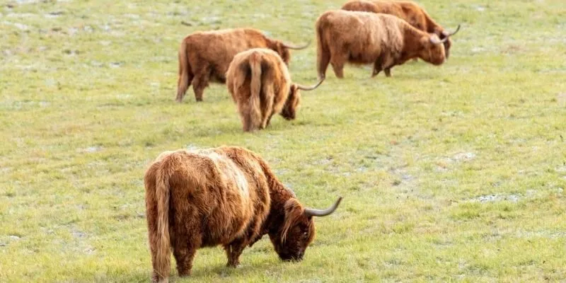 Scottish Farming Traditions: Hardwork Etched in Pages